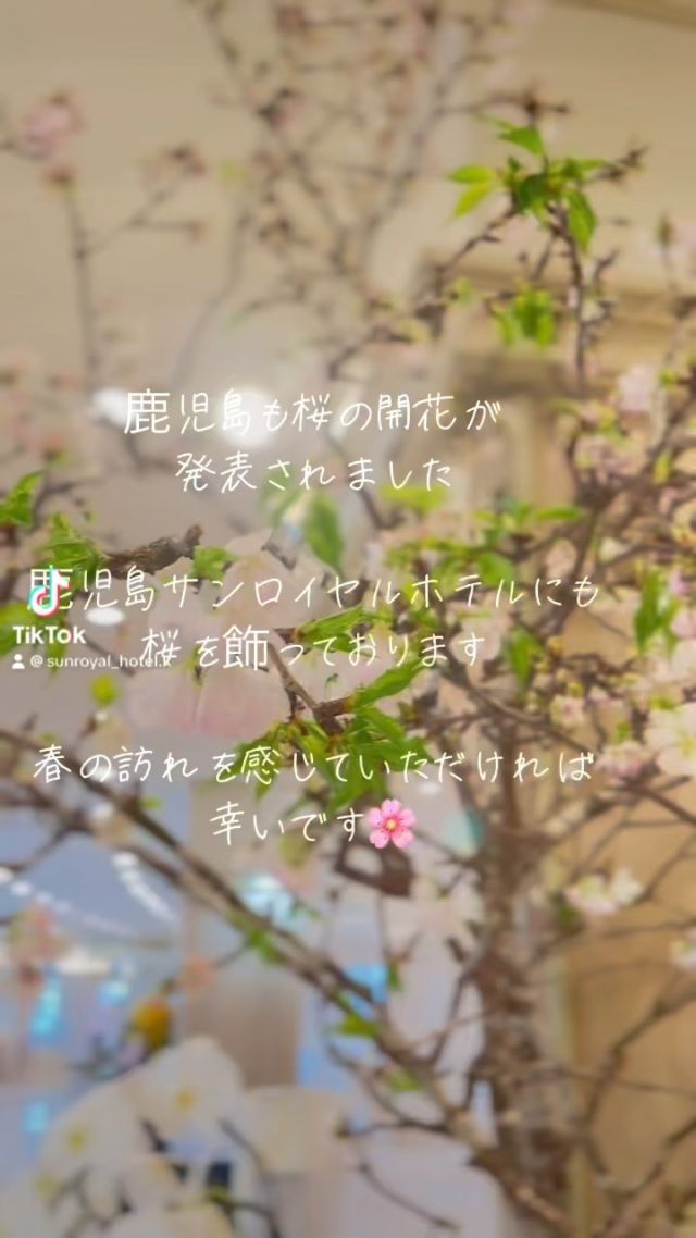 ＊
鹿児島サンロイヤルホテル

鹿児島にも桜の開花が発表されました
ホテルにも新しい道に進まれる方々が
たくさんお越しいただきます。
みなさまの新しい未来が幸せである事を願って
館内にもたくさんの桜を飾っております。

少しでも春を感じて頂ければ幸いです。

#鹿児島サンロイヤルホテル 
#kagoshimasunroyalhotel 
#sunroyal 
#kagoshima_hotel
#桜
#さくら
#サクラ
#sakura 
#spring