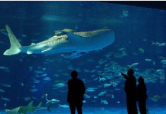 いおワールドかごしま水族館